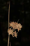 Toothed flatsedge